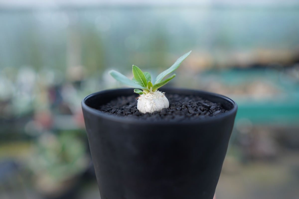 パキポディウム 恵比寿笑い Pachypodium brevicaule No.2 | man