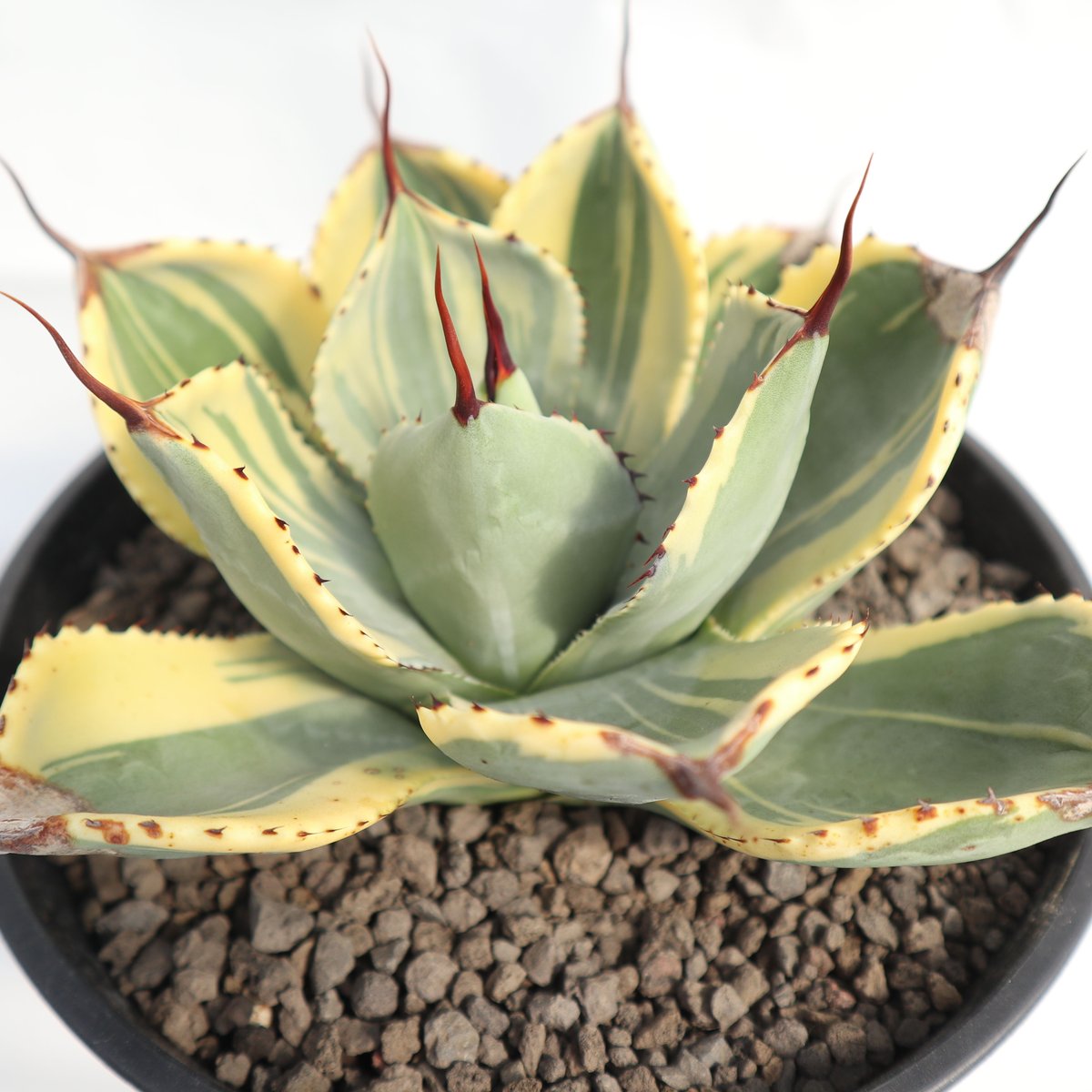 アガベ ライムストリーク no.4 | mana's farm:塊根植物・アガベ