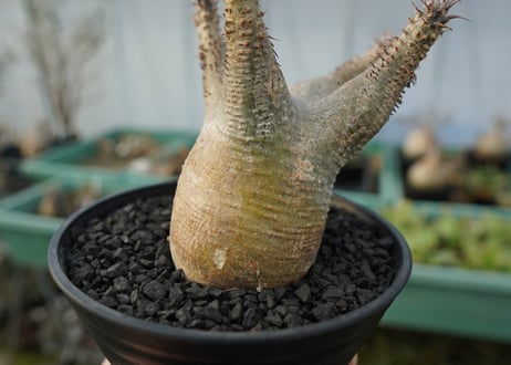 パキポディウム マカイエンセ　Pachypodium makayense　No.3