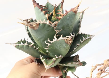 Agave titanota FO-76 compacta dwarf  no.4