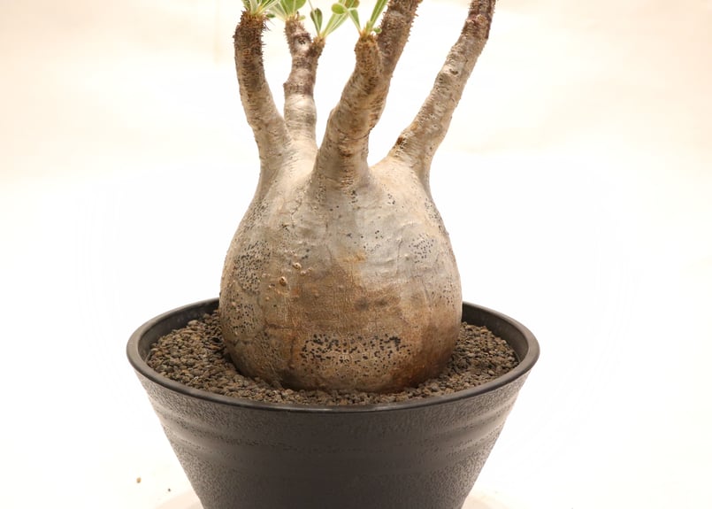 パキポディウム グラキリス no.56 | mana's farm:塊根植物・アガベ