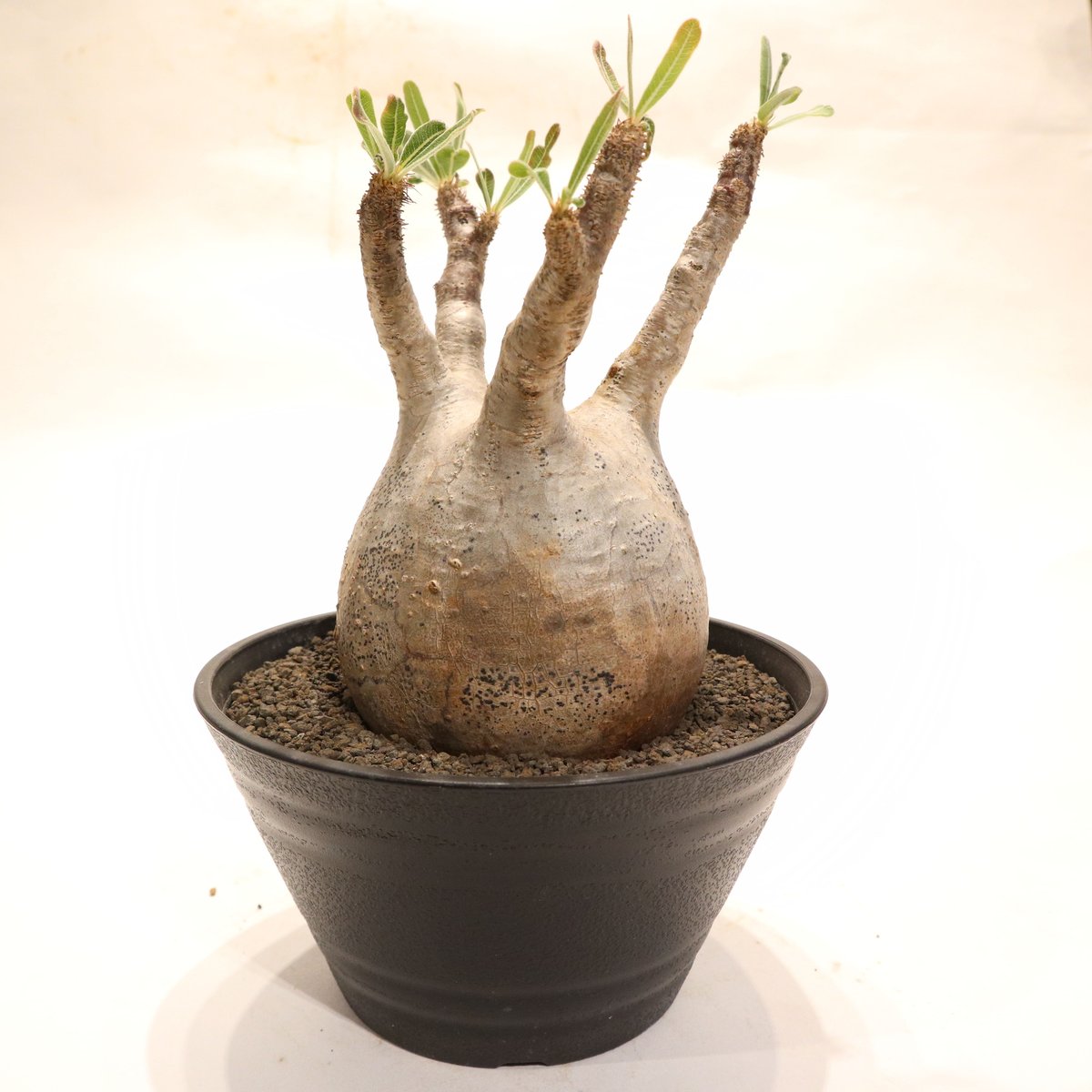 パキポディウム グラキリス no.56 | mana's farm:塊根植物・アガベ