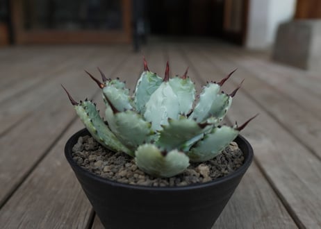 アガベ　マクロアカンサ×ポタトラム　 Agave macroacantha×potatorum
