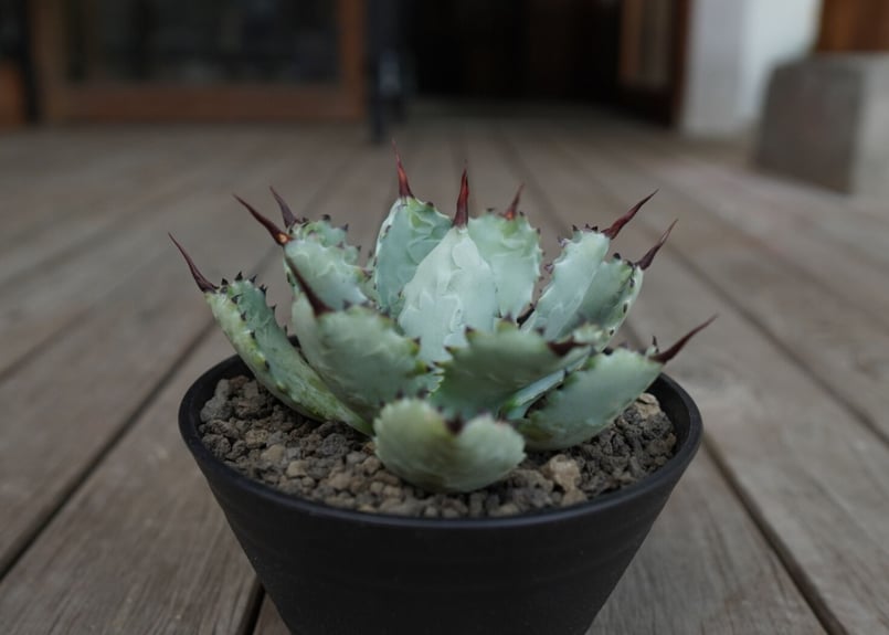 アガベ マクロアカンサ×ポタトラム Agave macroacantha×potatorum