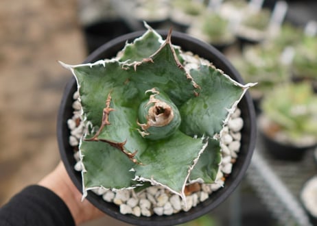 Agave White flame B 白火焔  NO.2