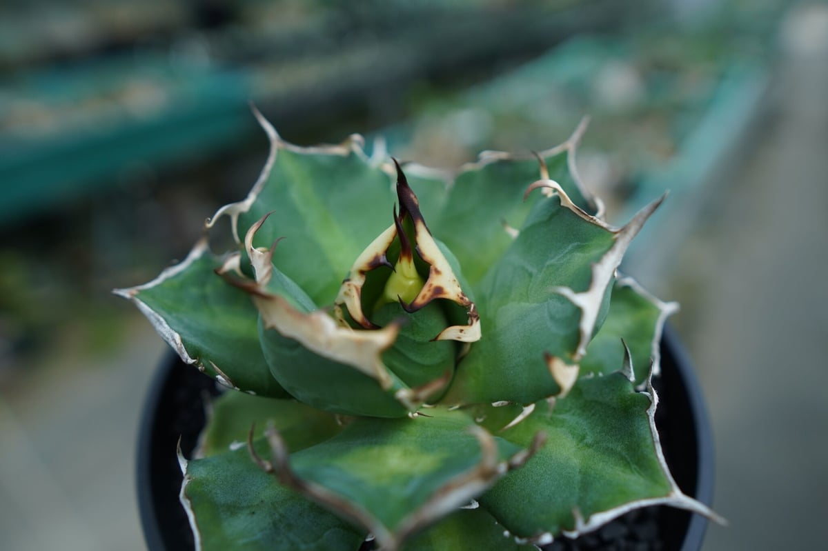 アガベ チタノタ 鬼爪雪峰 Agave titanota “Onitsume Yukimin アガベ チタノタ 鬼爪雪峰 Agave titanota “Onitsume Yukimin