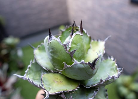 Agave B&B A NO.1