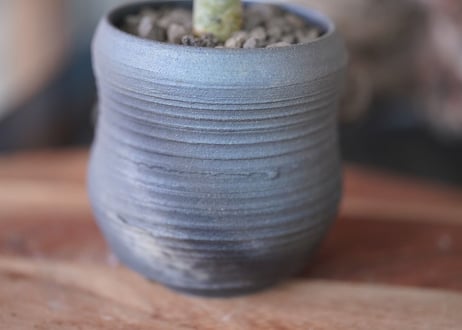 Dorstenia gigas
