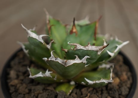 アガベ　チタノタ　鬼爪　雪峰 　Agave titanota “Onitsume Yukimine”