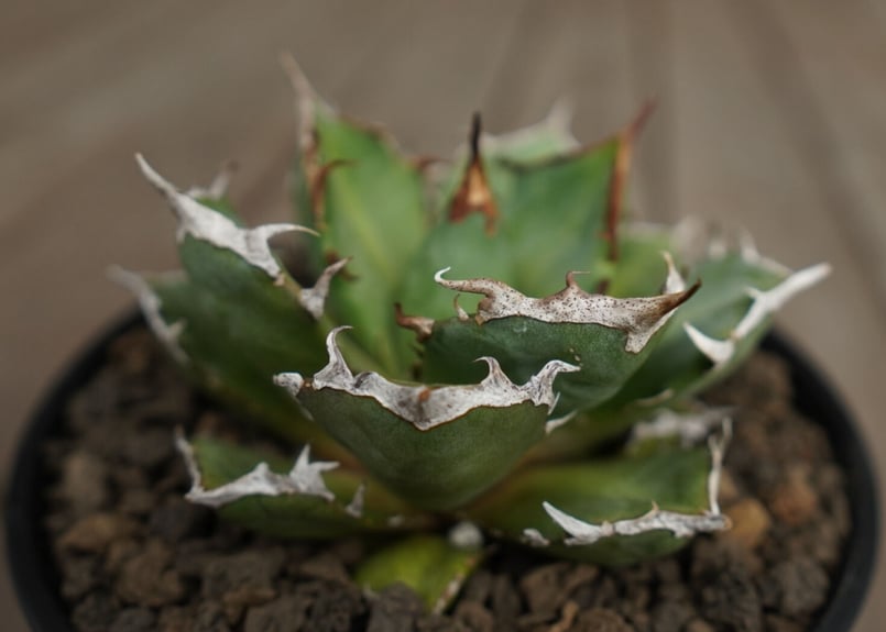 アガベ チタノタ 鬼爪 雪峰 Agave titanota “Onitsume Yukimi