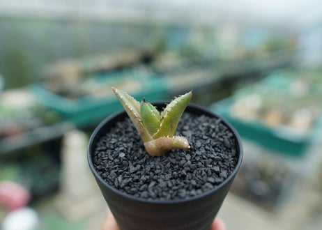 アガベ　チタノタ 　子株 　Agave titanota