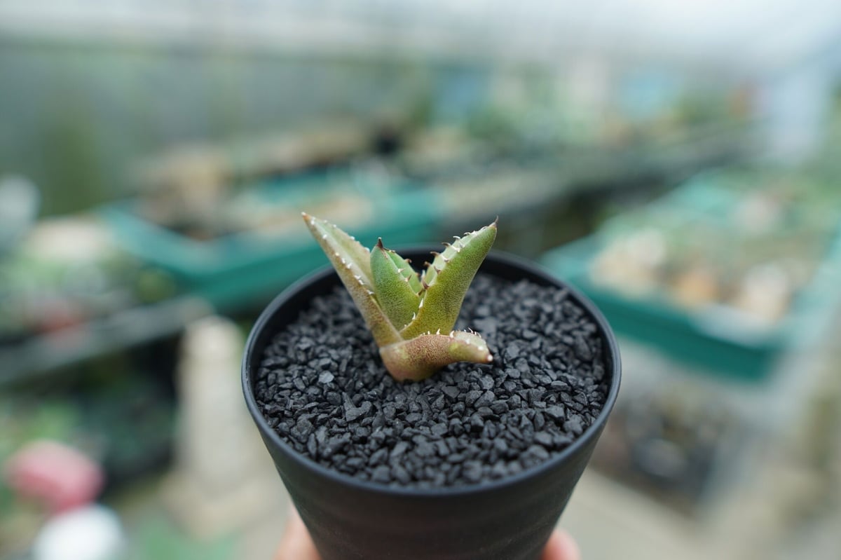 アガベ チタノタ 子株 Agave titanota | mana's farm:塊根植物