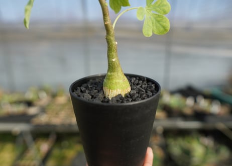 アデニア　グラウカ　Adenia glauca