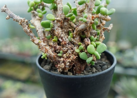 ケラリア　ピグマエア　Ceraria pygmaea  No.2