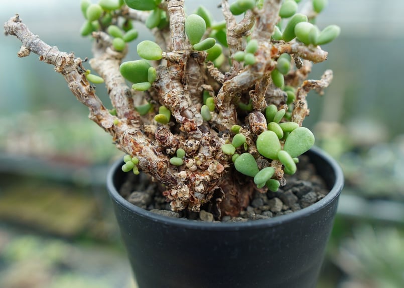 ケラリア ピグマエア Ceraria pygmaea No.2 | mana's farm: