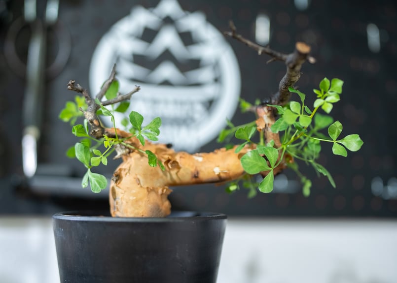 shsat4　コミフォラ・カタフ shsat4様専用 コミフォラ・カタフ