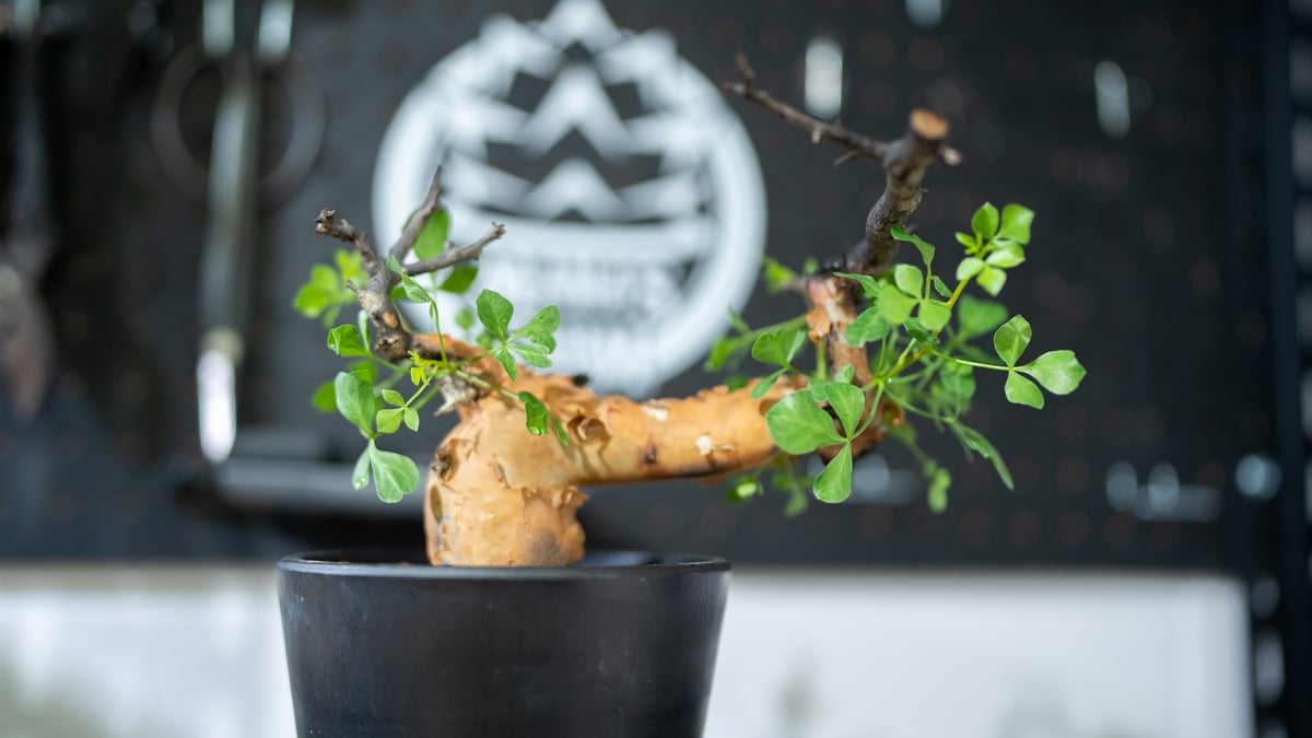 コミフォラ カタフ | mana's green:塊根植物販売|マナズグリーン コミフォラ カタフ | mana's green:塊根植物販売|マナズグリーン