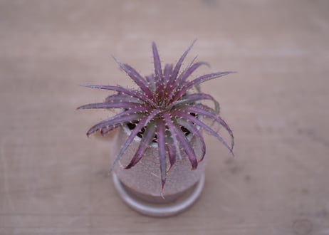 ディッキア・ダウソニー　Dyckia dawsonii