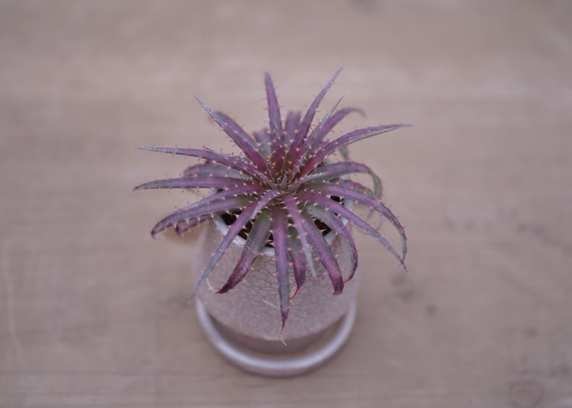 ディッキア ダウソニー Dyckia dawsonii from Berna ⑴ ディッキア ダウソニー Dyckia dawsonii from Berna ⑹