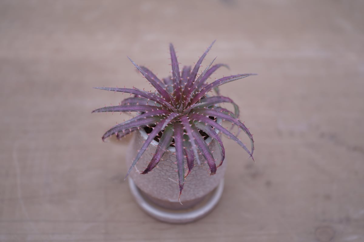 ディッキア ダウソニー Dyckia dawsonii from Berna ⑶ ディッキア・ダウソニー・ロングスパイン実生：Dyckia dawsonii