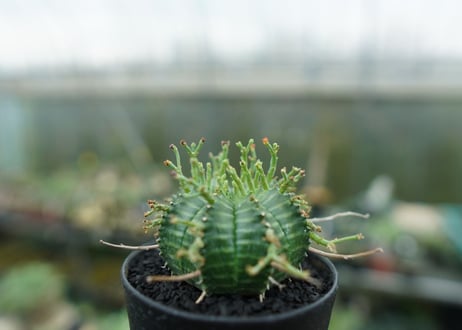 ユーフォルビア　バリダ　Euphorbia valida　No.3