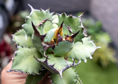 Agave titanota dwarf 姫厳龍NO.8