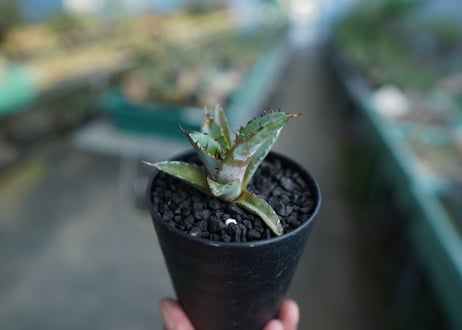 アガベ　チタノタ　 ブラックアンドブルー 　Agave titanota black and blue　No.2