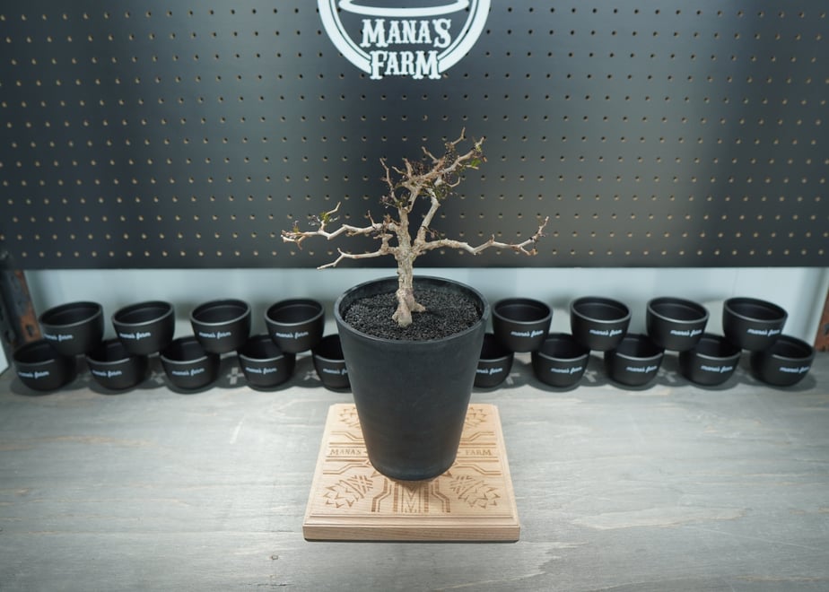 65cd8edc545dc70034ea831e
