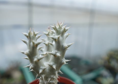 パキポディウム　デンシフローラム　Pachypodium densiflorum　No.9