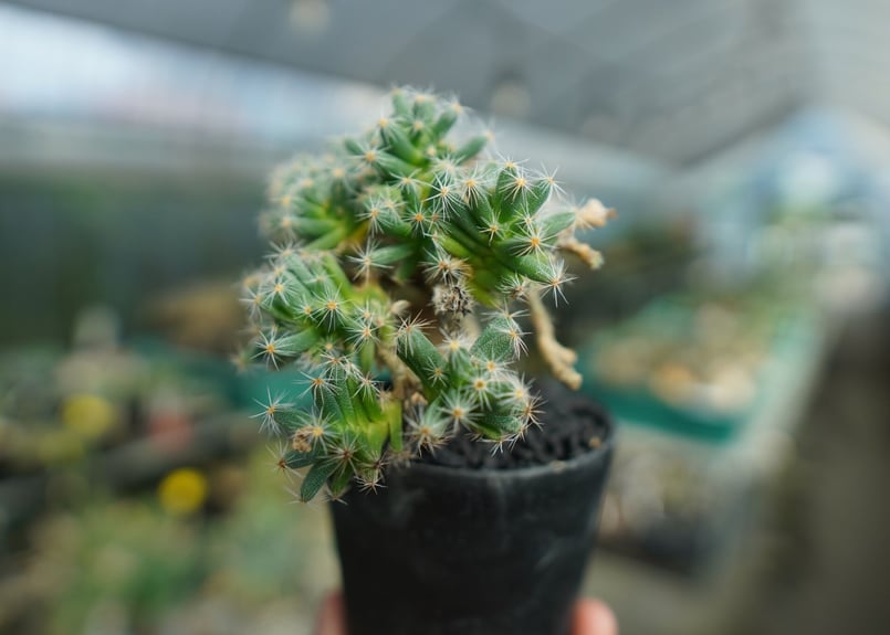 トリコディアデマ デンサム Trichodiadema densum No.1 | mana