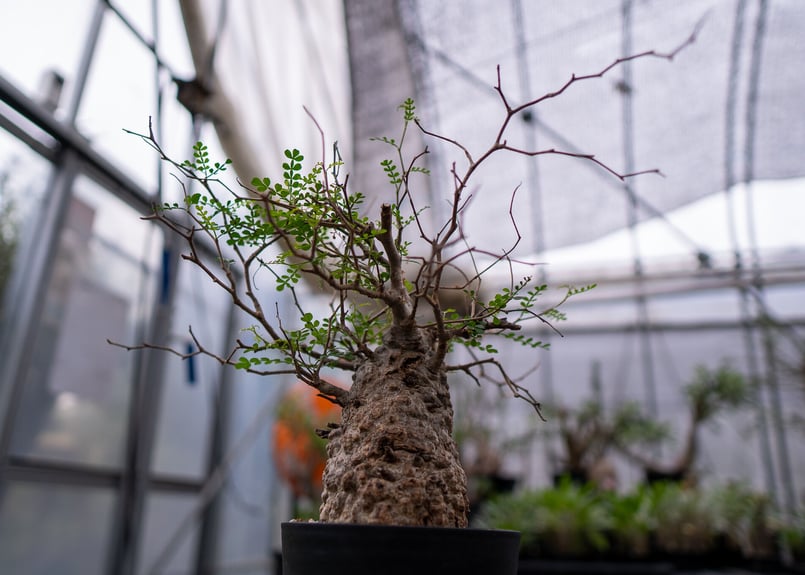 オペルクリカリア パキプス No.4 | mana's farm:塊根植物・アガベ