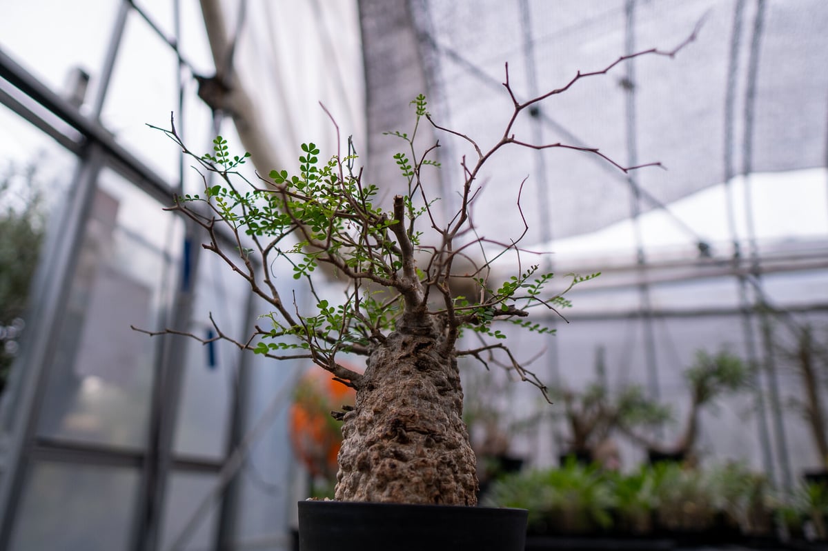 オペルクリカリア パキプス No.4 | mana's farm:塊根植物・アガベ