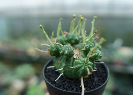 ユーフォルビア　バリダ　Euphorbia valida　No.8