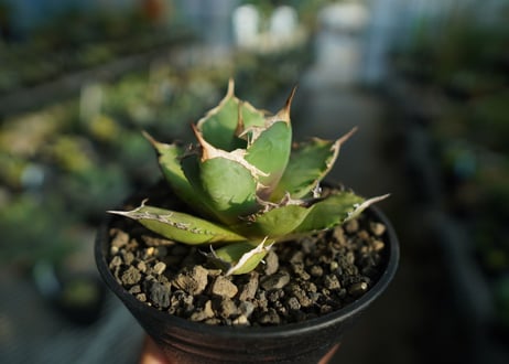 アガベ　チタノタ　FO-76　agave titanota  FO-76  No.9