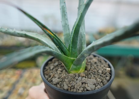 アガベ　ユタエンシス　Agave uthaensis