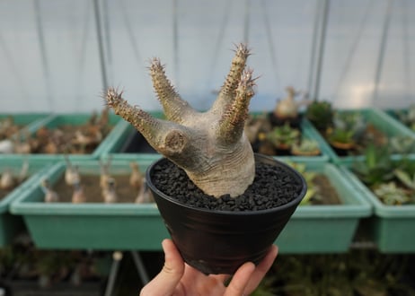 パキポディウム マカイエンセ　Pachypodium makayense　No.3