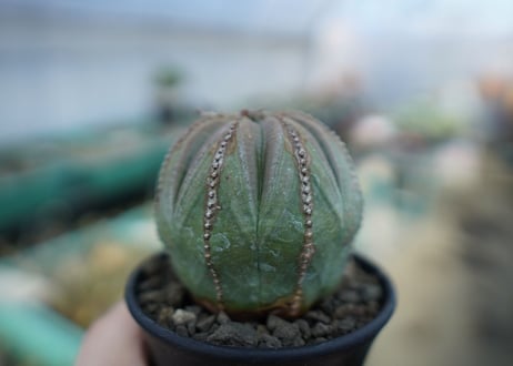 ユーフォルビア　オベサ　Euphorbia obesa  E4