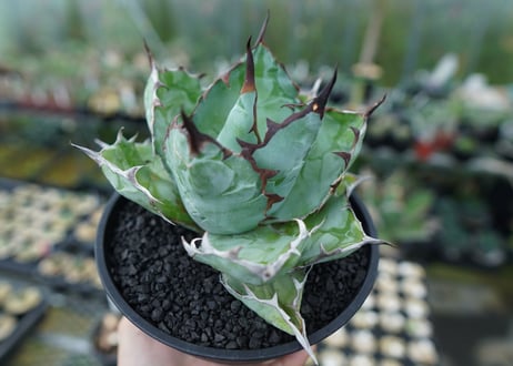 アガベ　チタノタ　 ブラックアンドブルー 　Agave titanota black and blue　No.3