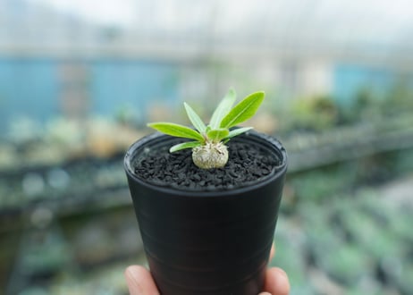 パキポディウム　恵比寿笑い　Pachypodium brevicaule　No.2