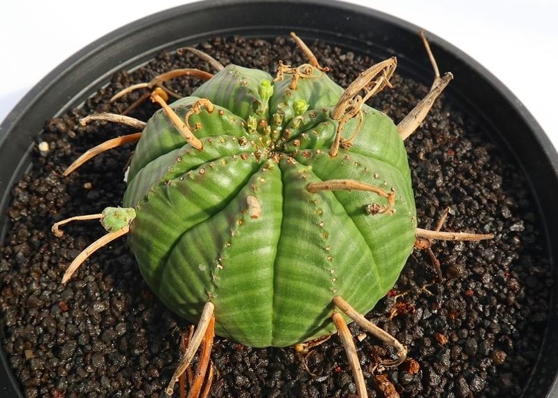 ユーフォルビア バリダ 雄株雌株セット | mana's farm:塊根植物