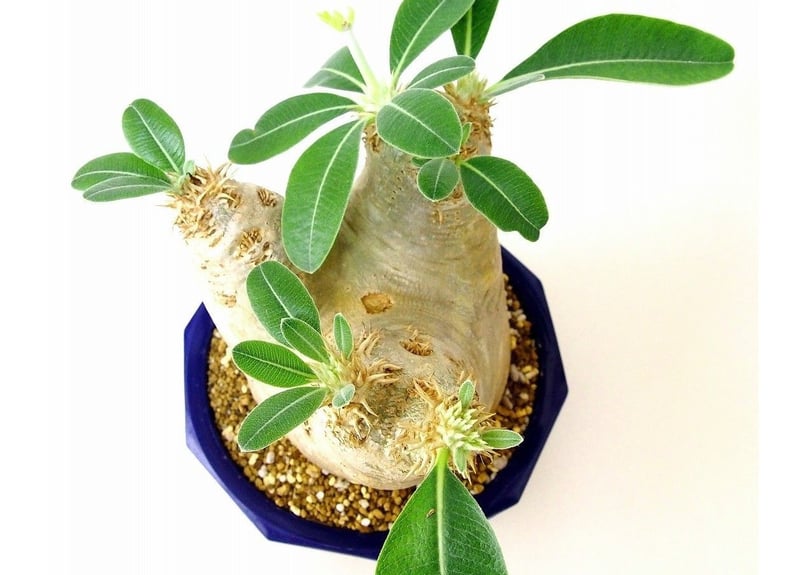 パキポディウム　エブレネウム パキポディウム エブレネウム Pachypodium eburneum №6 | mana'