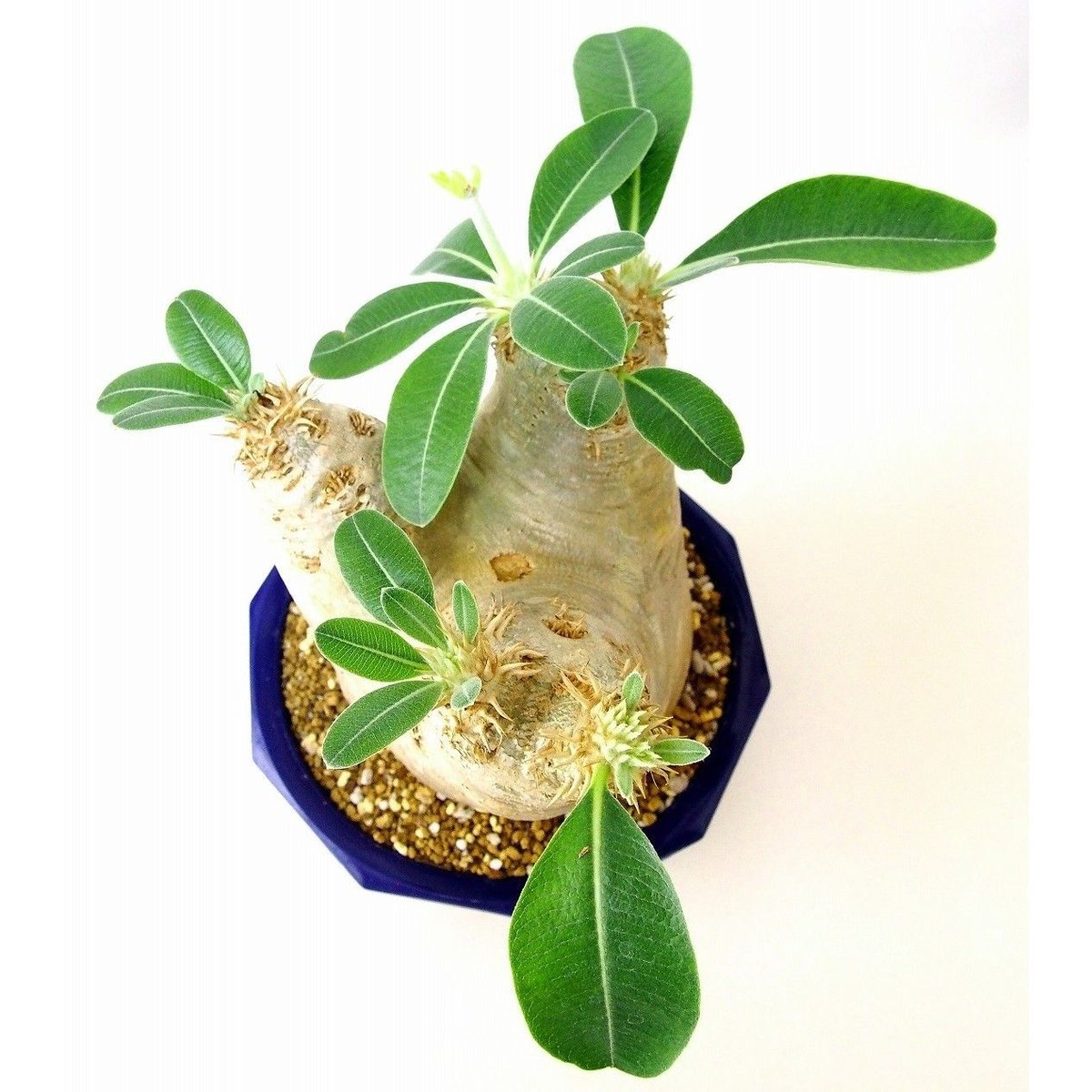 【現品】パキポディウム エブレネウム 　６号 パキポディウム エブレネウム Pachypodium eburneum №6 | mana'