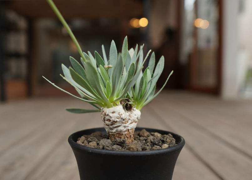 オトンナ レトロルサ Othonna retrorsa | mana's farm:塊根植物・