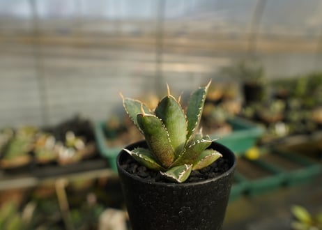 アガベ　チタノタ　FO-76　Agave titanota  FO-76　No.1