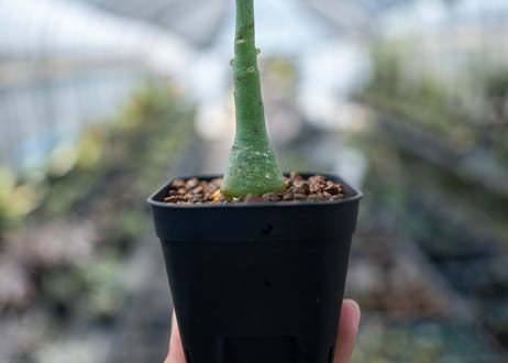 アデニア グラウカ  Adenia glauca　NO.4