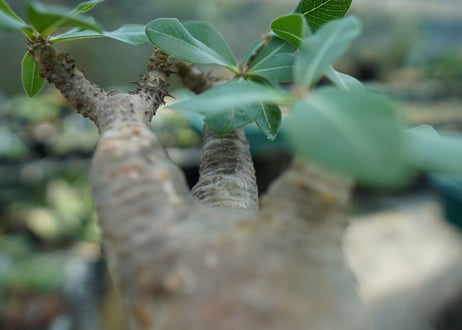 パキポディウム マカイエンセ　Pachypodium makayense　No.3