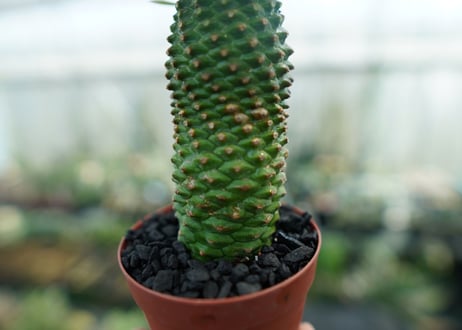 ユーフォルビア　ソテツキリン "パイナップルコーン"　Euphorbia sotetsukirin  No.2
