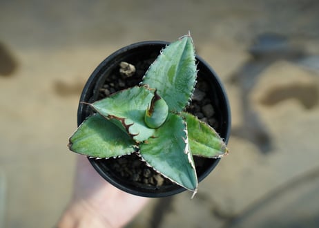 アガベ　チタノタ　ブルー　Agave titanota Blue 　NO.3