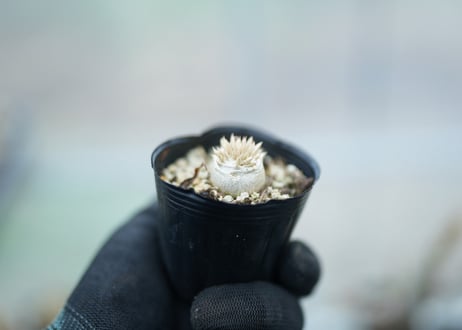 パキポディウム　恵比寿大黒　沖縄実生　No.3