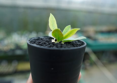 パキポディウム　恵比寿笑い　Pachypodium brevicaule　No.7
